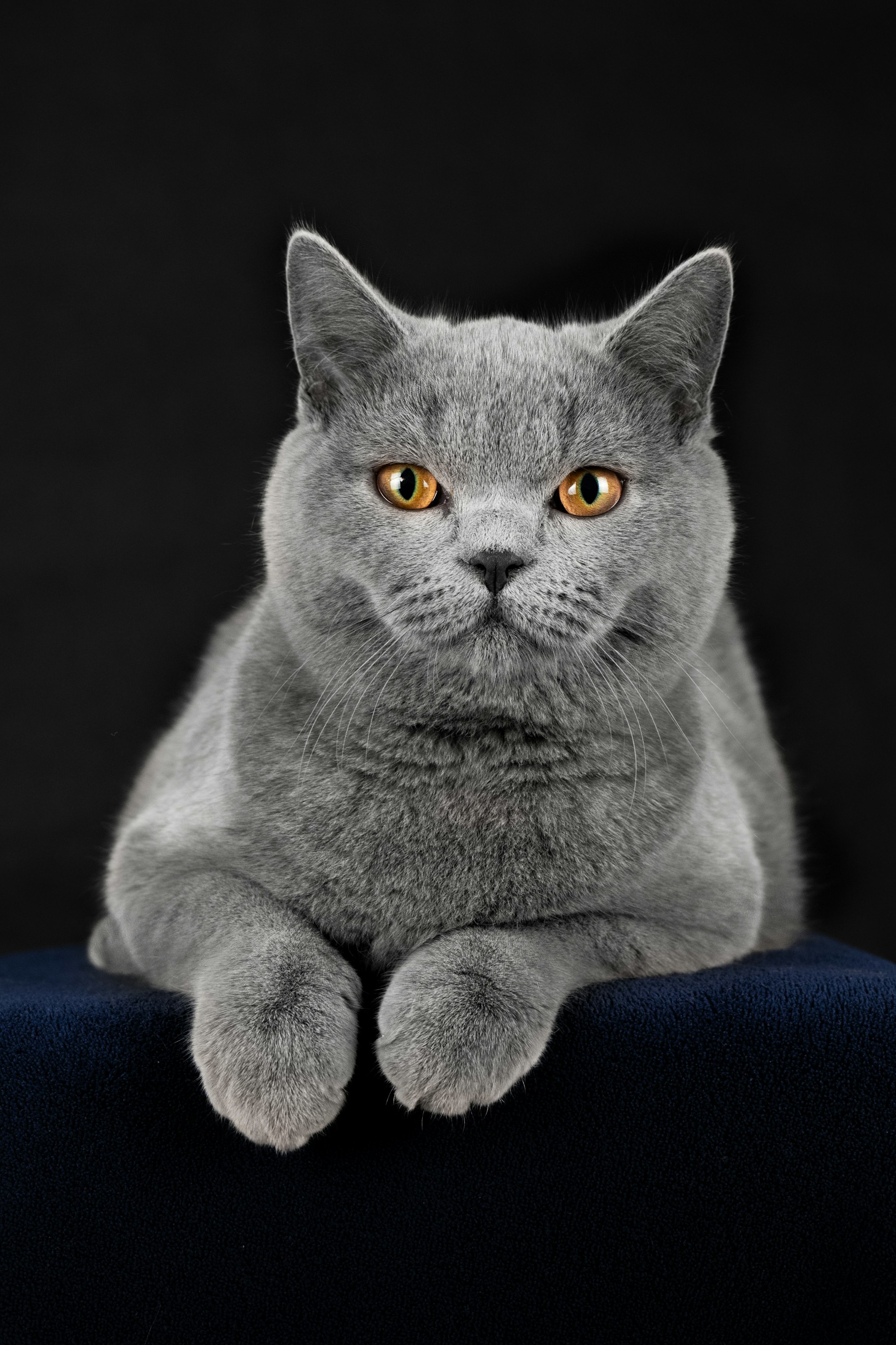 Британская голубая кошка